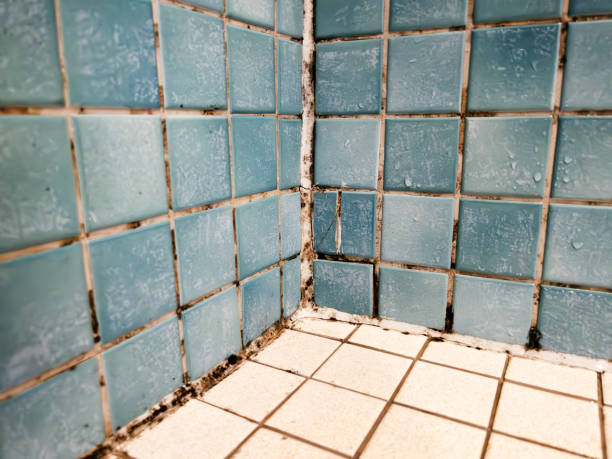 Mold Removal for HVAC Installations in St James, MN